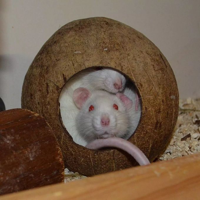 Ratten brauchen Abwechslung in ihrem Gehege.