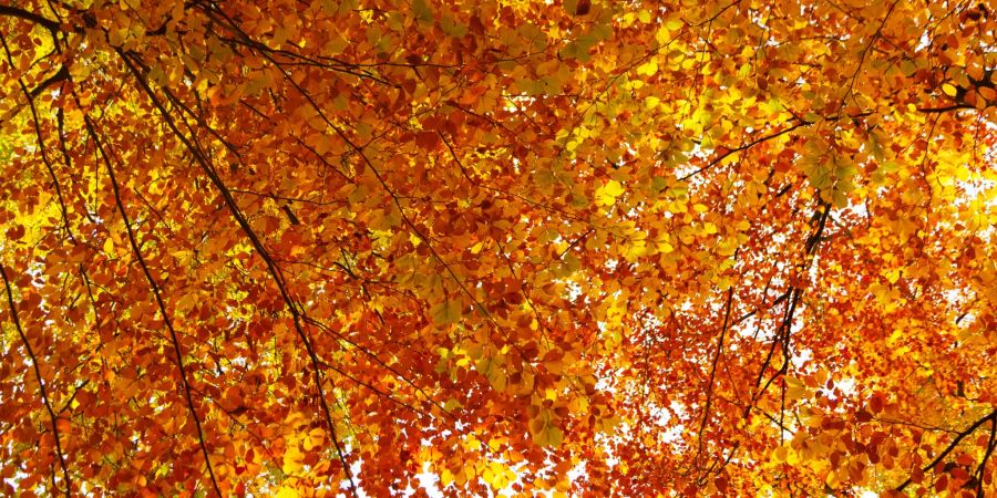 Goldene Herbstblätter in Kloten.