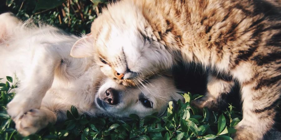 Katze und Hund