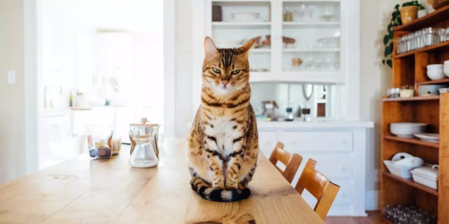 Katze sitzt auf Tisch