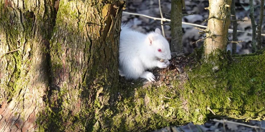 Seltenes Albino-Eichhörnchen