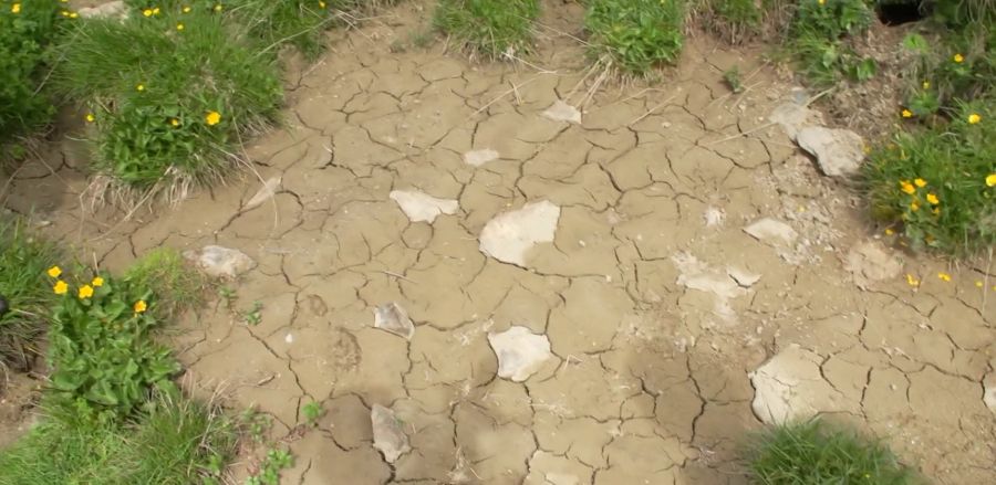 Schon im Juni ist Pfisters Weide trocken – normalerweise sollte hier noch eine Pfütze sein.