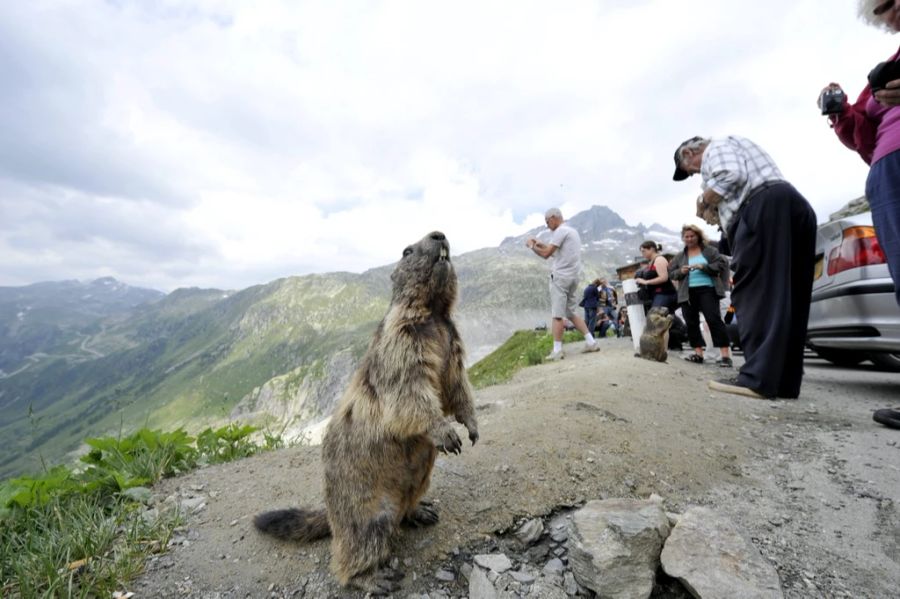 Saastal Tourismus vermarktet die Tiere mit Futtersäcken und Flyern. (Symbolbild)