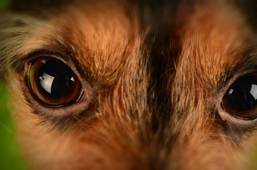 Hund Auge Close up