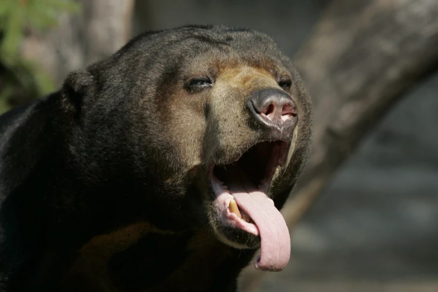 Ein Exemplar in einem chinesischen Zoo sorgt jetzt für Diskussionen. (Symbolbild)