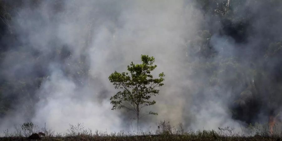 Waldbrand im Amazonas