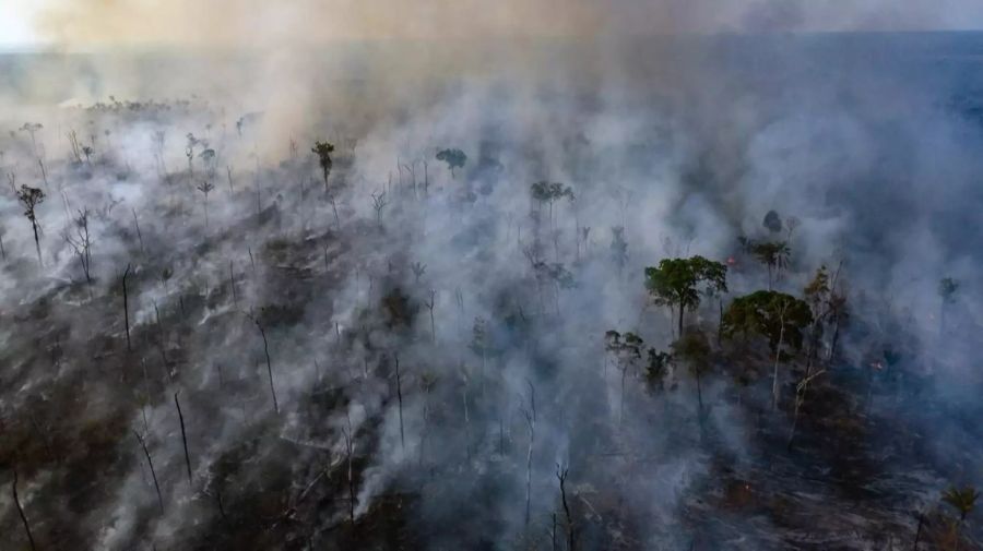 amazonas