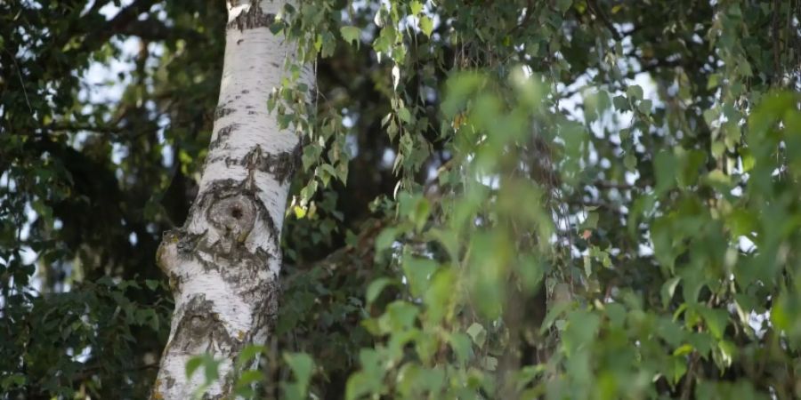 Viele Baumarten in Europa sind bedroht