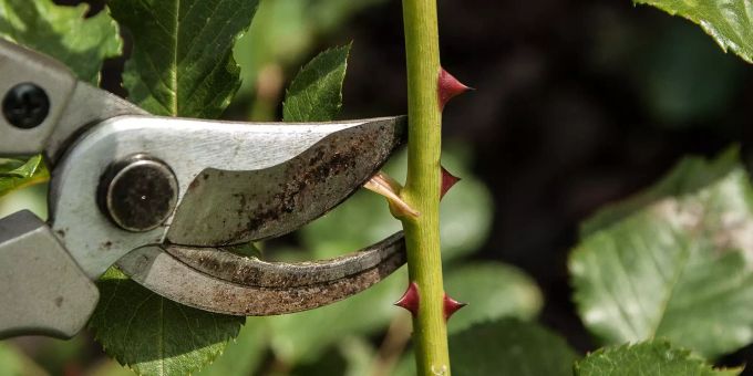 Eine handelsübliche Gartenschere (Symbolbild) Gartenschere