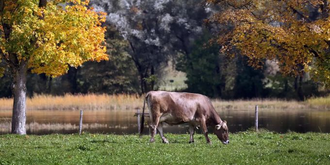 Kühe stossen durch ihre Verdauung 33 Prozent der Treibhausgase aus. Kuh in herbstlicher Landschaft
