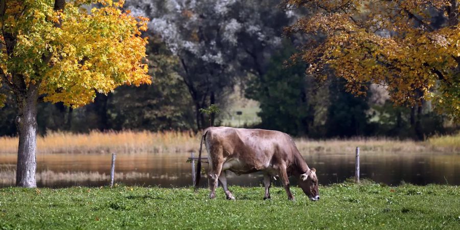 Kuh in herbstlicher Landschaft