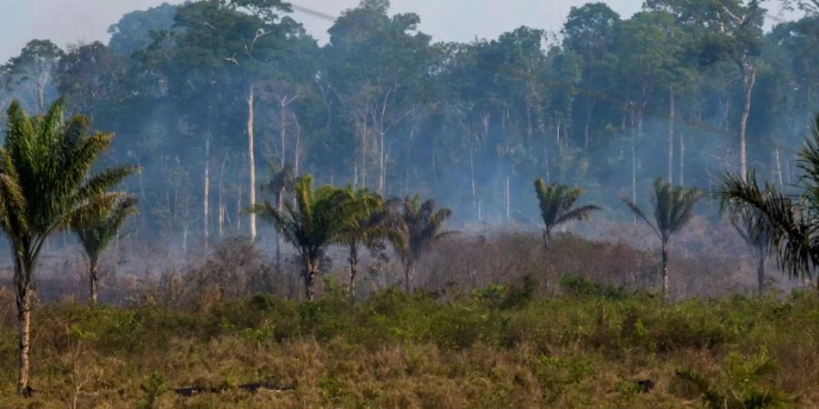 Amazonas