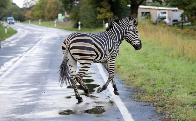 Das entlaufene Zebra löste einen Autounfall aus. Zebra