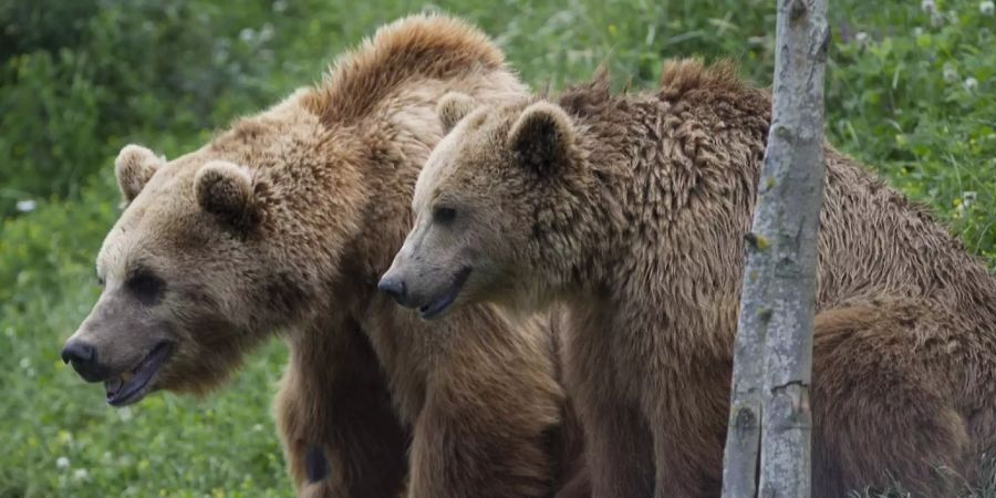 bärenpark bern