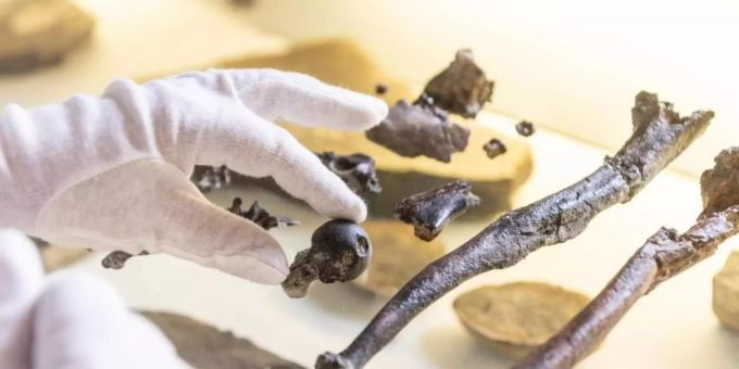 Neue Erkenntnisse - Fossile Wirbel geben Aufschluss über Urzeit-Haie