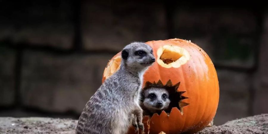 Erdmännchen untersuchen einen Kürbis. Kurz vor Halloween hat der Kürbis Hochkonjunktur, aber die Zeit der Rekordernten scheint vorbei. Foto: Sina Schuldt/dpa