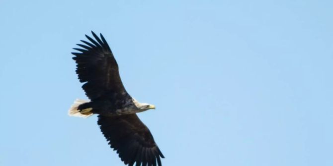 seeadler