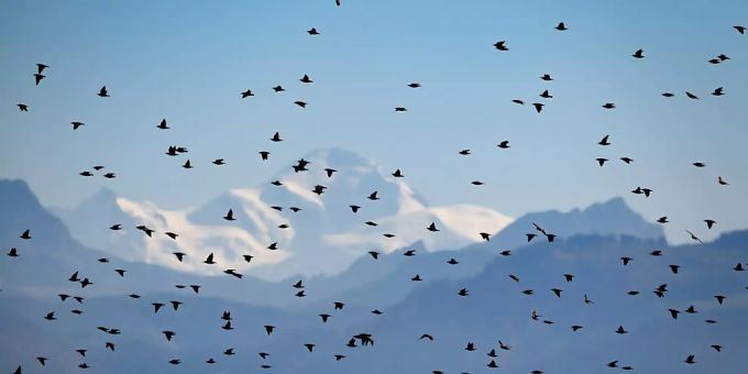 Wegen heftiger Winde sind in Griechenland tausende Zugvögel umgekommen. (Symbolbild) zugvögel