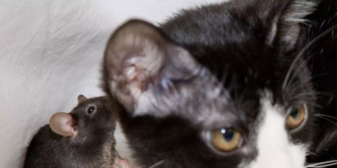 Diese furchtlose Maus leidet wohl an Toxoplasmose. Genfer Forscher haben bewiesen, dass der Befall mit dem Parasiten die Angst vor Katzen beseitigt. toxoplasma
