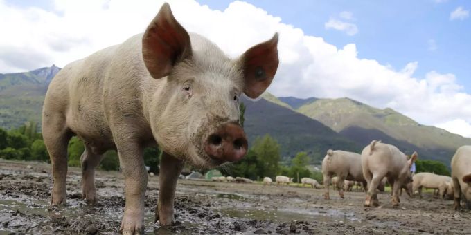 Ein Hausschwein auf seiner Weide. (Symbolbild) Afrikanische Schweinepest