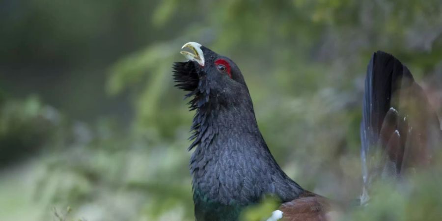 Auerhuhn Vogelwarte Sempbach