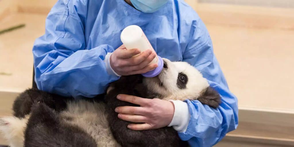 Darum Werden Berliner Panda-Zwillinge Geschöppelt