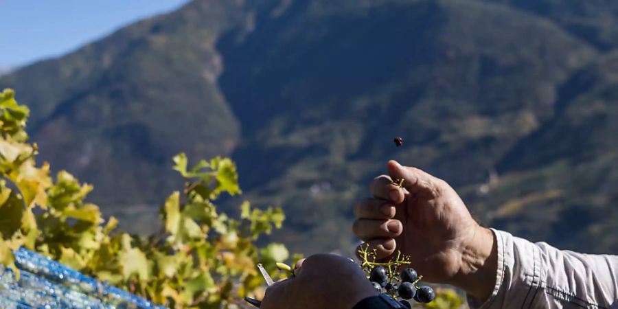 Traubenernte im Wallis: Der Wein-Jahrgang 2019 dürfte laut Bundesamt für Landwirtschaft hervorragend werden. (Themenbild)