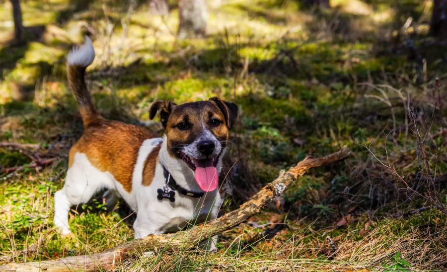 Jack Russel Terrier