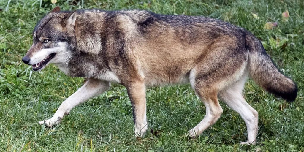 Obersaxen Gr Wolf Stolziert Durch Kinderland Der Skischule