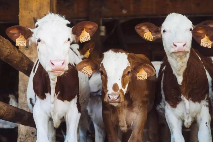 Ist vegan für unsere Zukunft besser als die Tierhaltung? Vegan statt Massentierhaltung