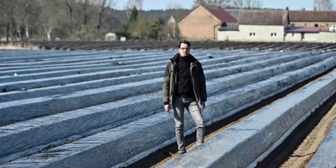 Auf Spargelfeldern fehlen Erntehelfer Auf Spargelfeldern fehlen Erntehelfer