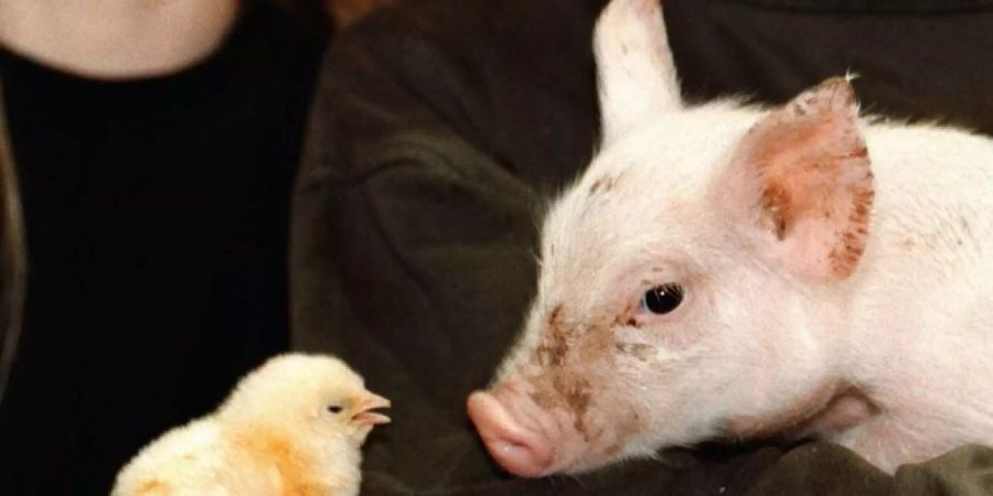 Der Nutztierbestand in der Schweiz hat sich letztes Jahr nicht gross verändert: Es gibt etwas weniger Schweine, dafür mehr Hühner. (Symbolbild)