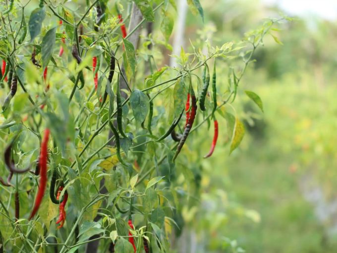 Anbau der Chilischoten. chili