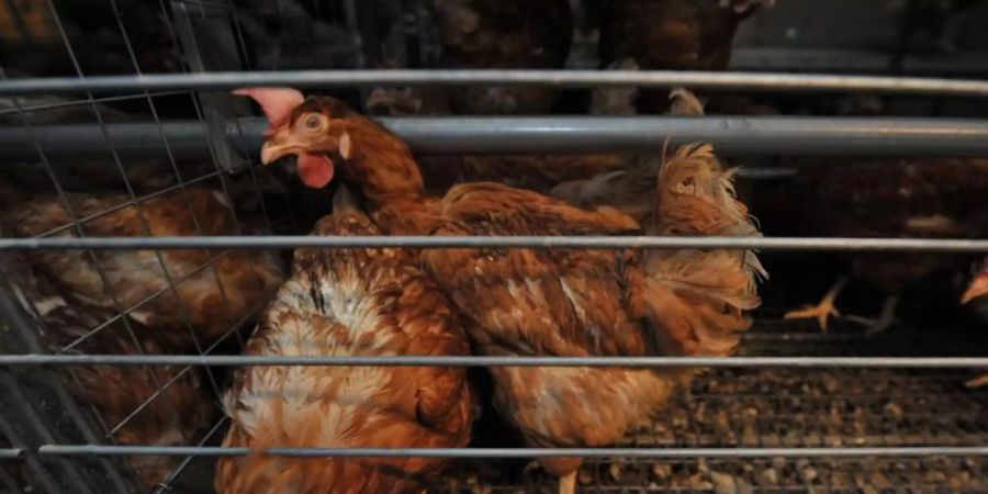 Legehennen im Käfig - bald Geschichte?. Foto: picture alliance / dpa