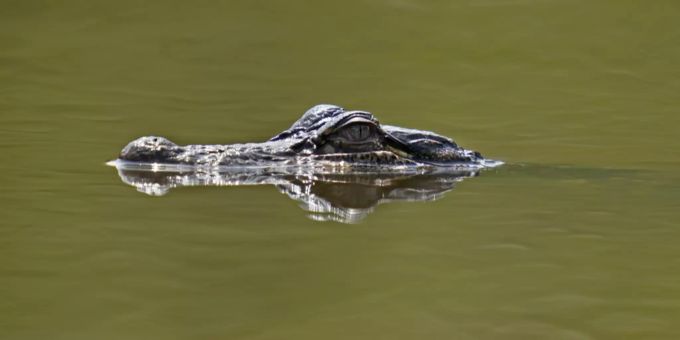 Alligator schwimmt im Wasser. (Archivbild) Alligator