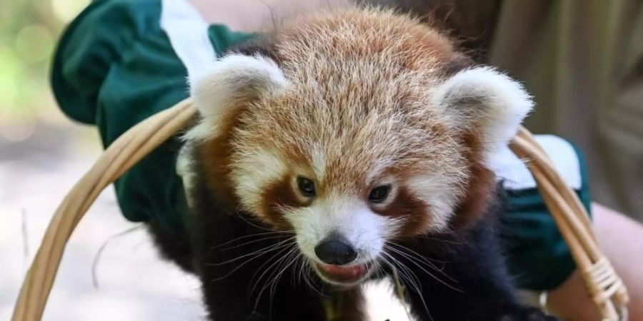 Es ist ein Junge. - Der kleine Rote Panda erkundet die Welt. Foto: Jens Kalaene/dpa-Zentralbild/ZB