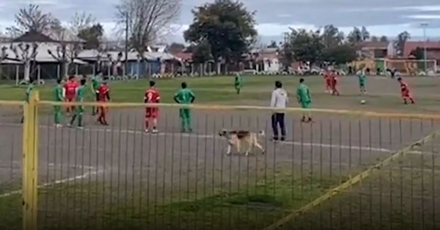 Während des Freistosses schleicht sich der Hund vor das Tor.