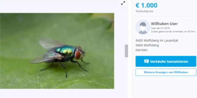 Ein User aus dem österreichischen Kärnten will seine Fliege für 1000 Euro verkaufen. Fliege Ferdinand