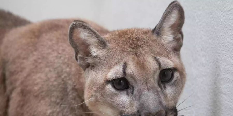 Dieses vom Bronx Zoo zur Verfügung gestellte Foto zeigt einen Puma im Bronx Zoo. Foto: Julie Larsen Mahler/WCS Communications/Bronx Zoo/dpa