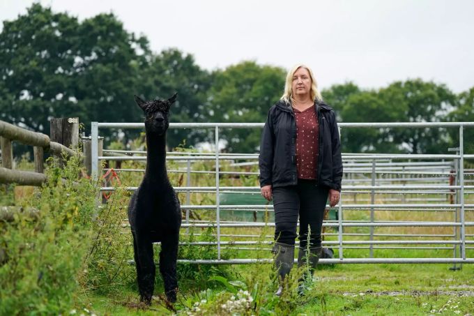 Helen Macdonald und ihr Alpaka Geronimo stehen zusammen auf einer Weide der Shepherds Close Farm. Geronimo the alpaca