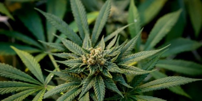 Eine Cannabispflanze. cannabis