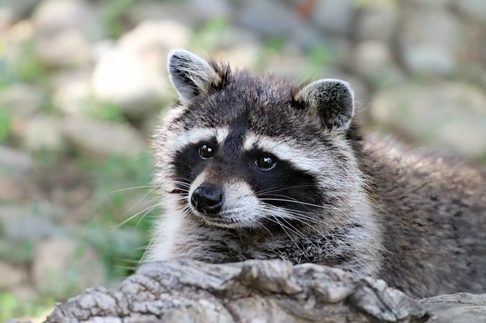 Waschbären stammen aus Nordamerika. Waschbär