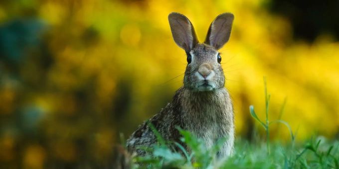 Hase und Kaninchen sind nicht dasselbe. EIn Hase