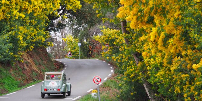 Auto gelbe Mimosen