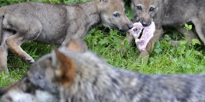 Ein Jungwolf aus dem Rudel im Valle di Blenio ist vom Bundesamt für Umwelt zum Abschuss freigegeben worden. (Archivbild) Ein Jungwolf aus dem Rudel im Valle di Blenio ist vom Bundesamt für Umwelt zum Abschuss freigegeben worden. (Archivbild)