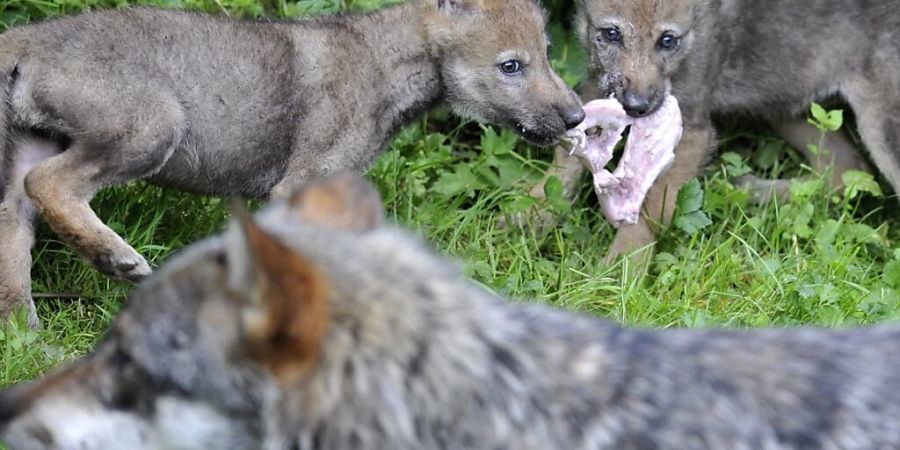 Ein Jungwolf aus dem Rudel im Valle di Blenio ist vom Bundesamt für Umwelt zum Abschuss freigegeben worden. (Archivbild)