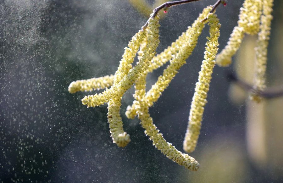 In Davos ist die höchstgelegene Pollen-Messstation von MeteoSchweiz stationiert. Auch auf 1600 Metern zeigt die Messung Pollen in der Luft an.