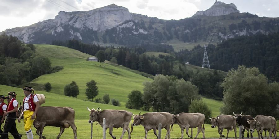 Wohin soll die Landwirtschaft gehen? Der Ständerat debattiert am Dienstag über die Agrarpolitik der Zukunft. (Themenbild)