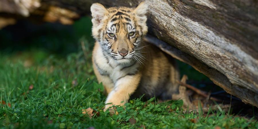 Ein 14 Wochen altes Tigerbaby spielt in einem Gehege. (Archivbild)