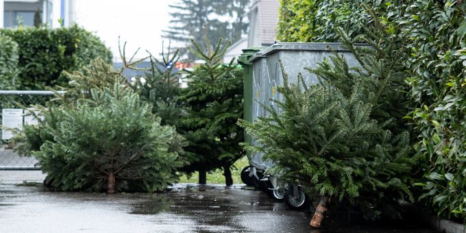 Weihnachtsbäume warten auf ihre Entsorgung durch die Grünabfuhr. (Symbolbild) Weihnachtsbäume warten auf ihre Entsorgung durch die Grünabfuhr. (Symbolbild)